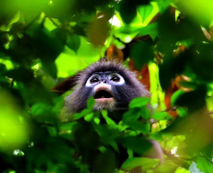 a monkey looks at soing while sitting in a tree