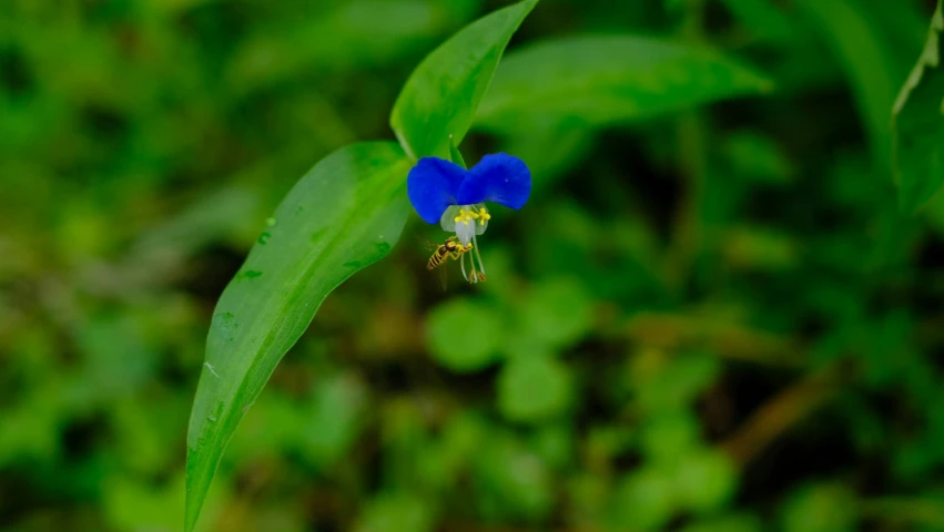 a blue flower growing out of the ground