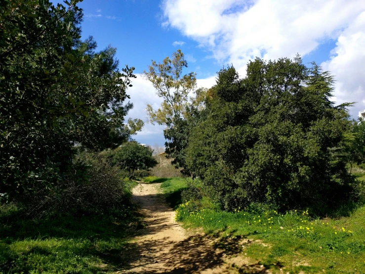 an open field with a dirt trail that leads to some trees