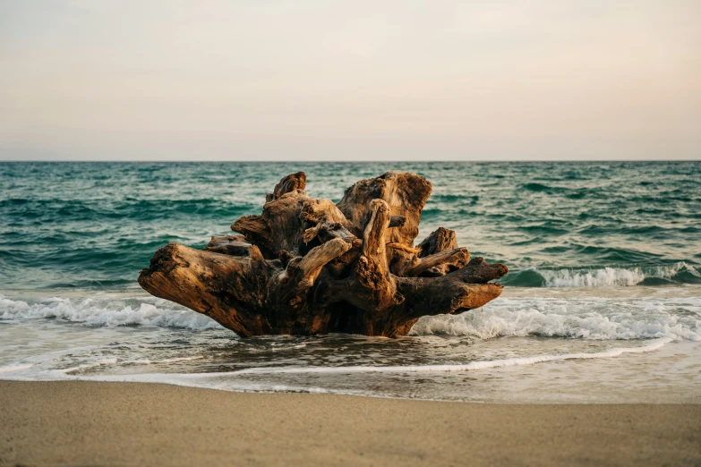 a piece of driftwood on the beach with waves coming in