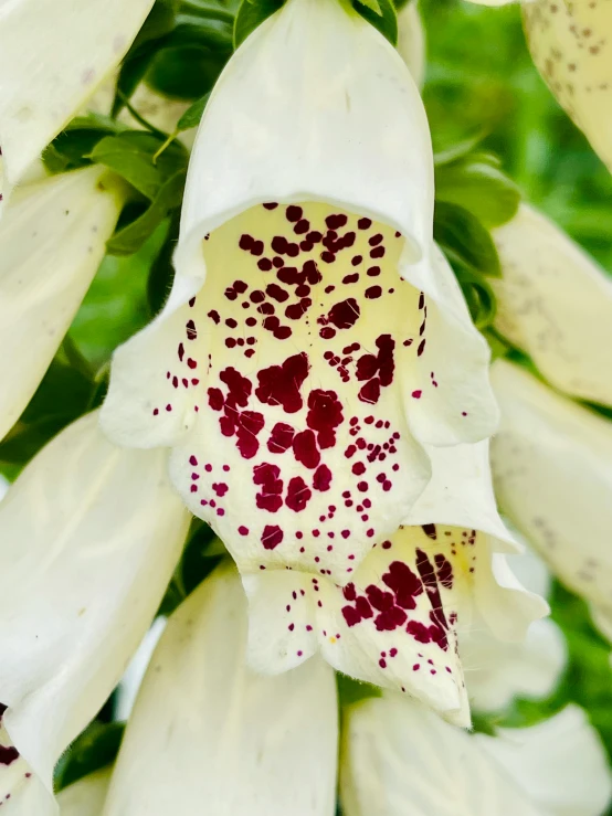 a close up view of a flower with its petals