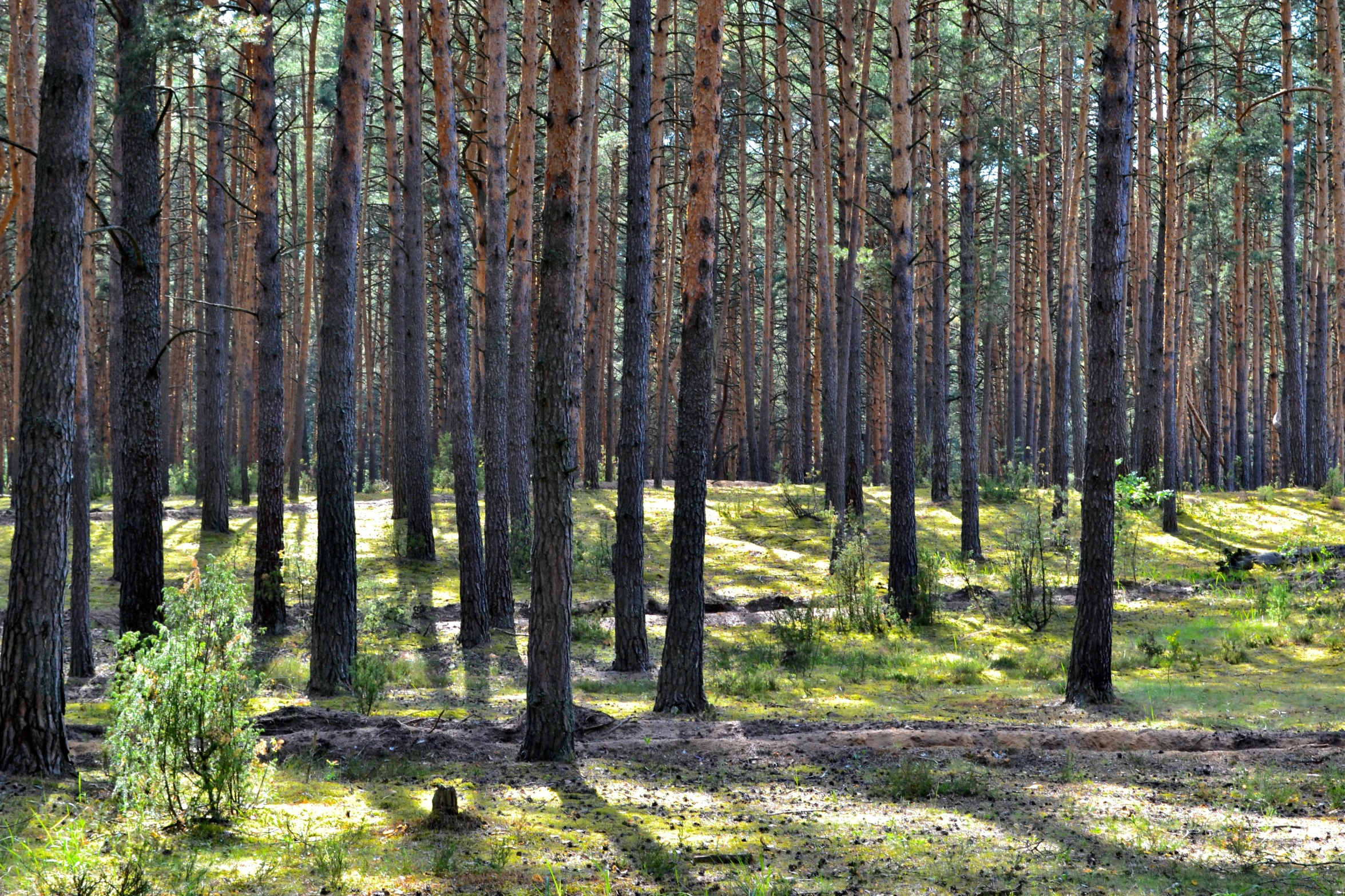 a grove of pine trees in a forest