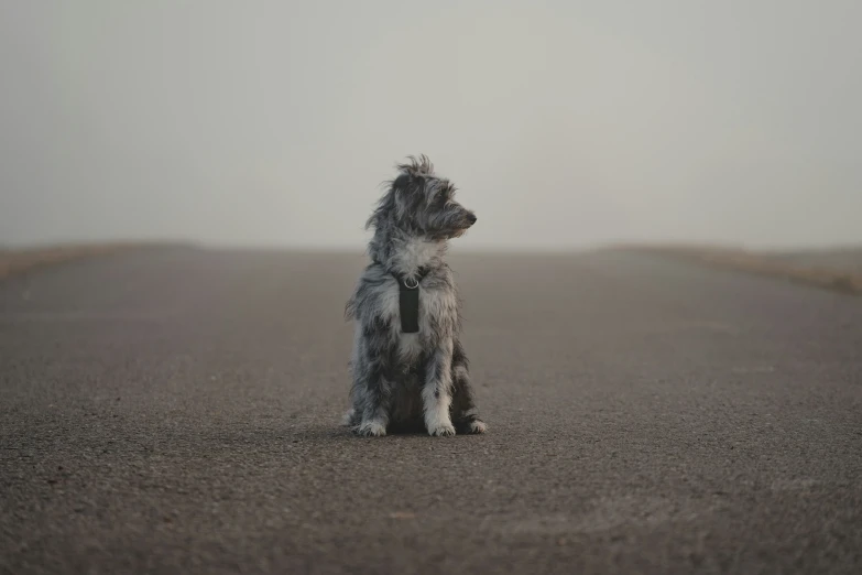 a furry dog with a tie on the beach