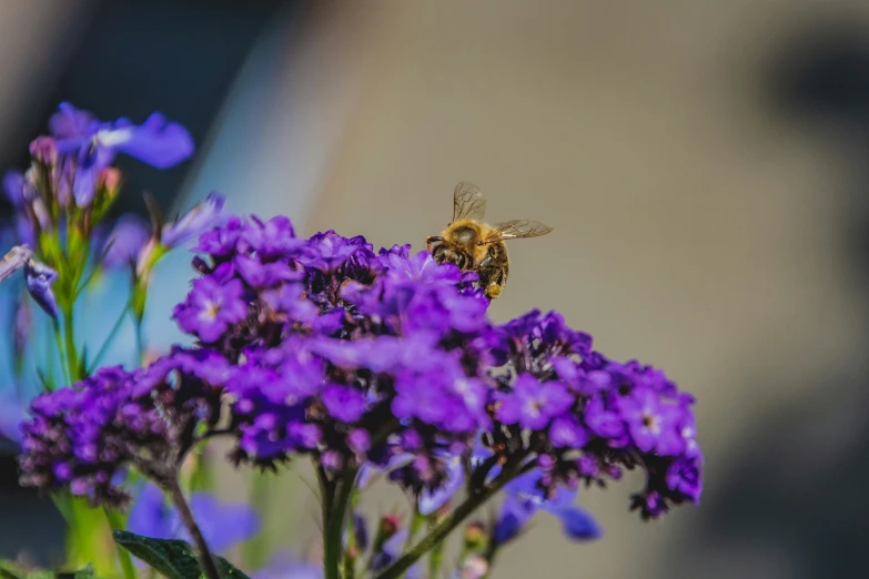 some purple flowers and a yellow and white bee on it