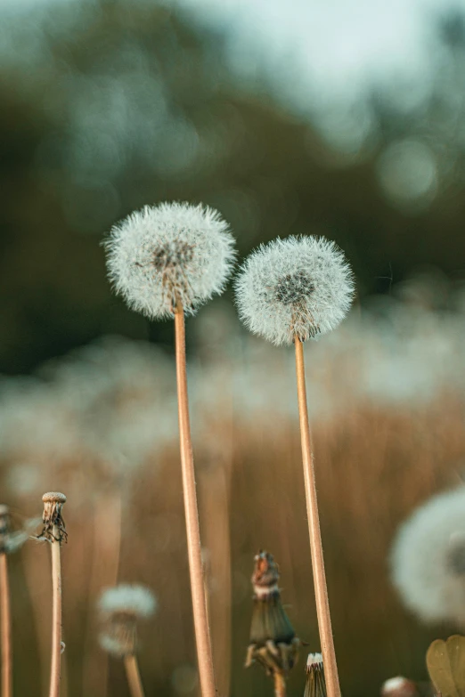 the three tall dandelions are next to each other