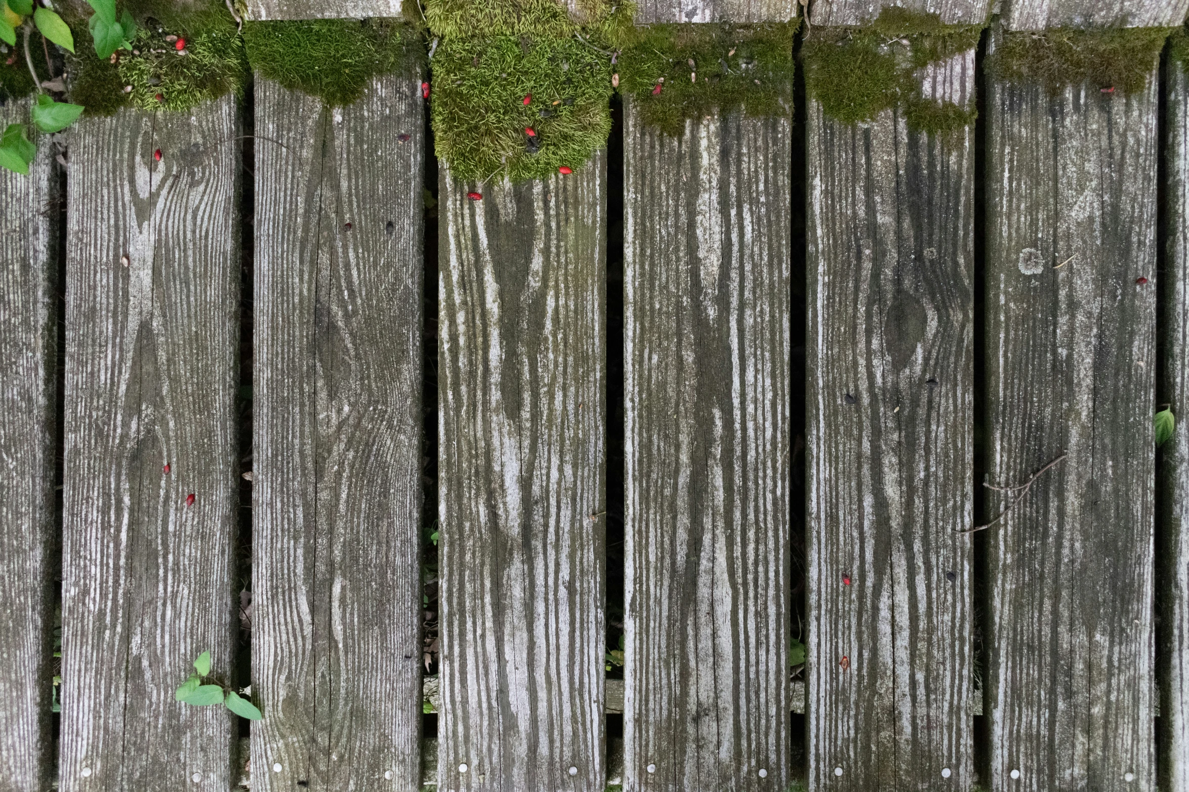 a close up view of the back side of an old, wooden fence with moss growing on it