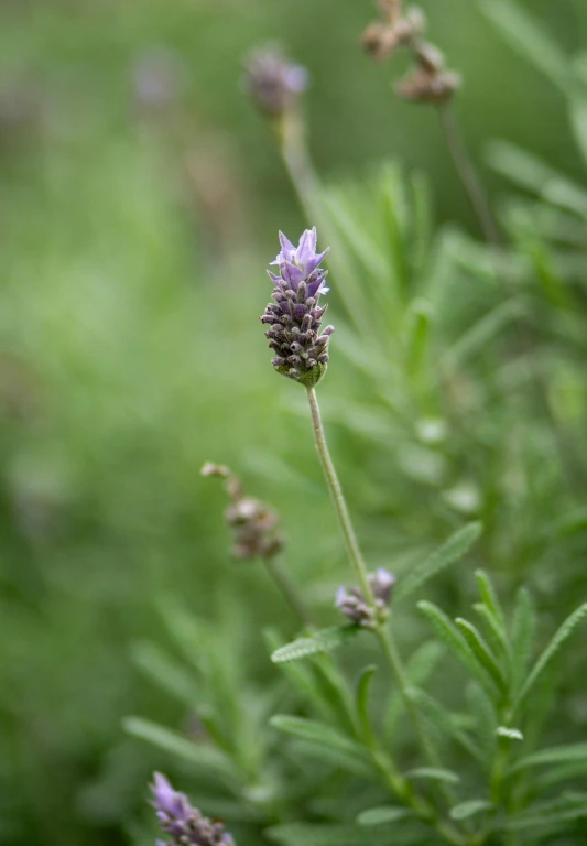 a plant is seen in the background with small flowers