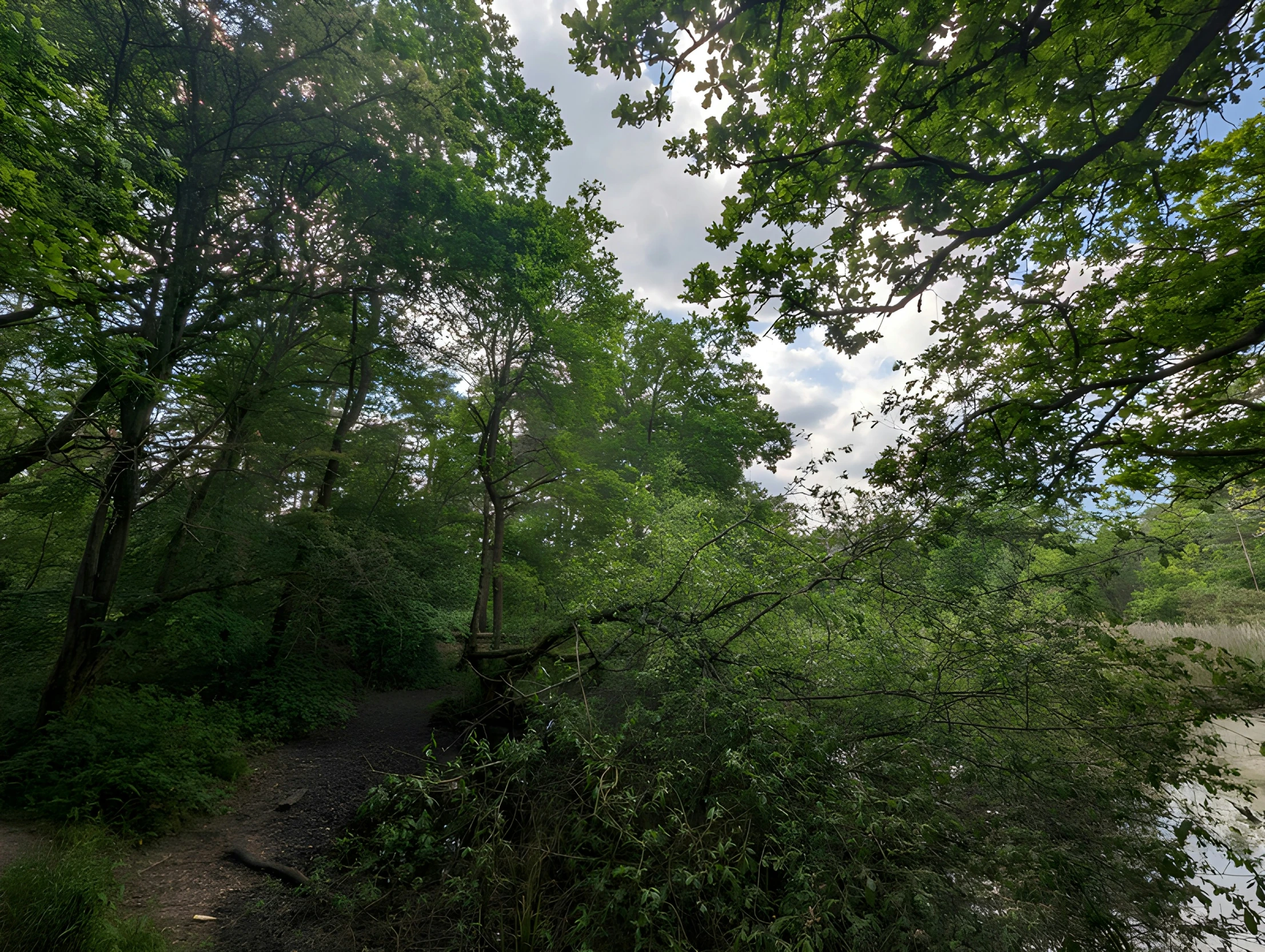 the lush green trees next to the path have fallen down