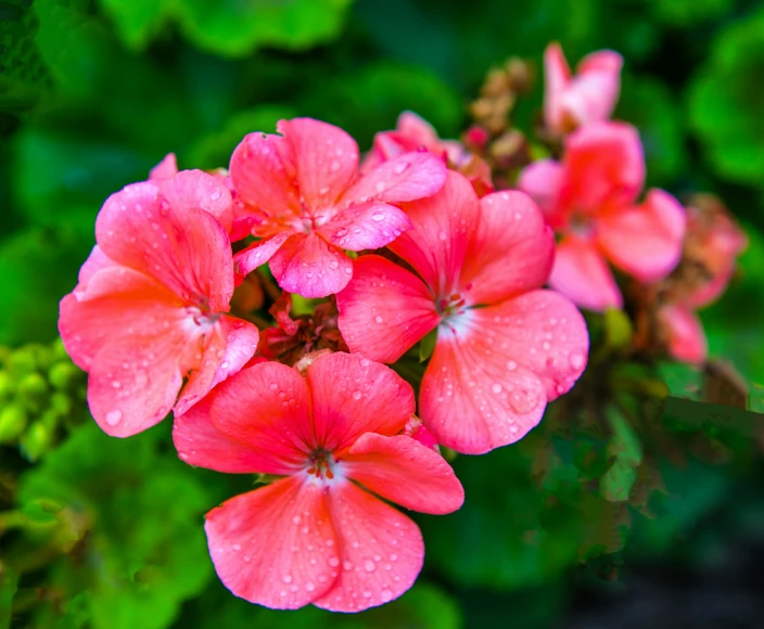 pink flowers with water droplets all around them