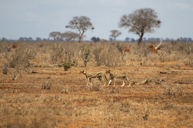 the wildlife is walking along the grassy plain