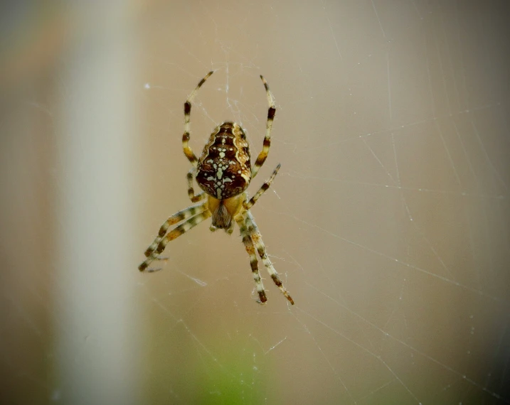 the golden orb spider is very large and has long legs