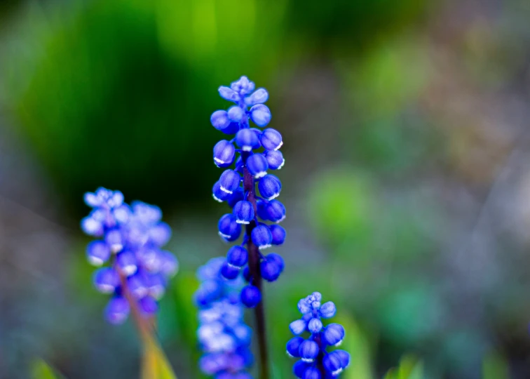 the small blue flowers are all over the place