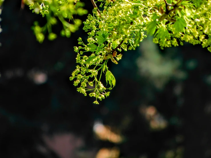 the green leaves have begun to change on trees