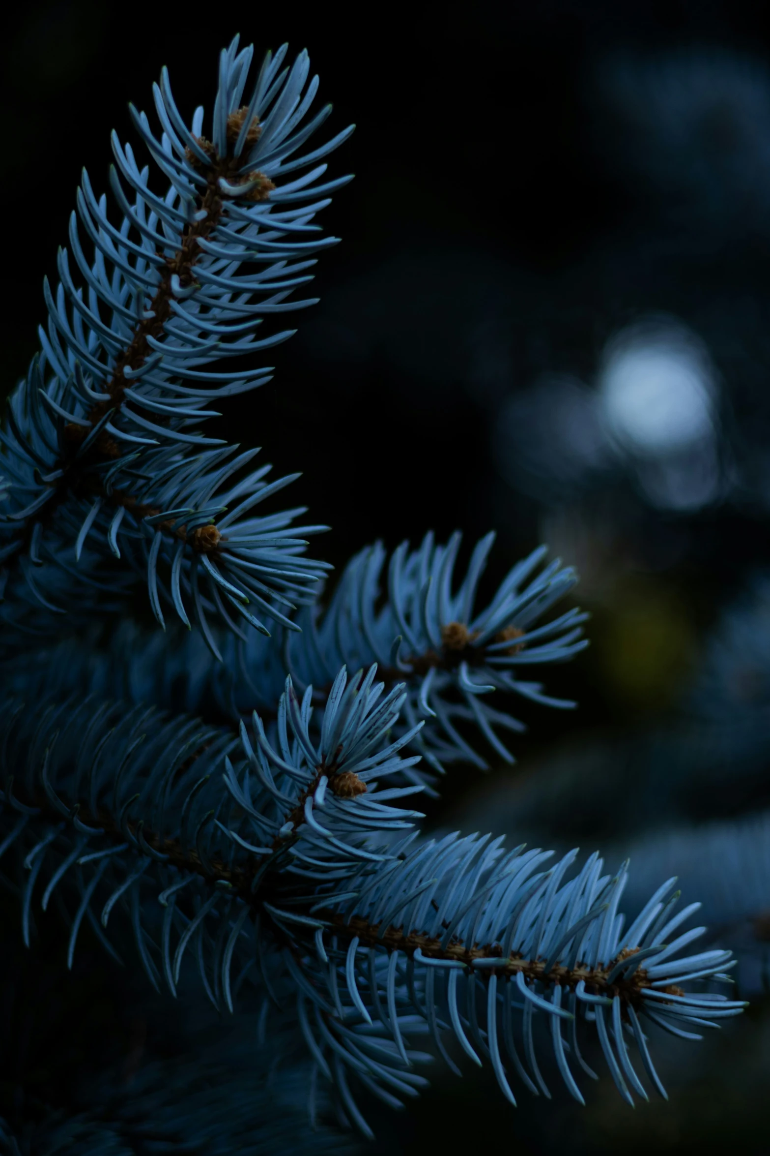 a blue fir tree nch with the needles of it