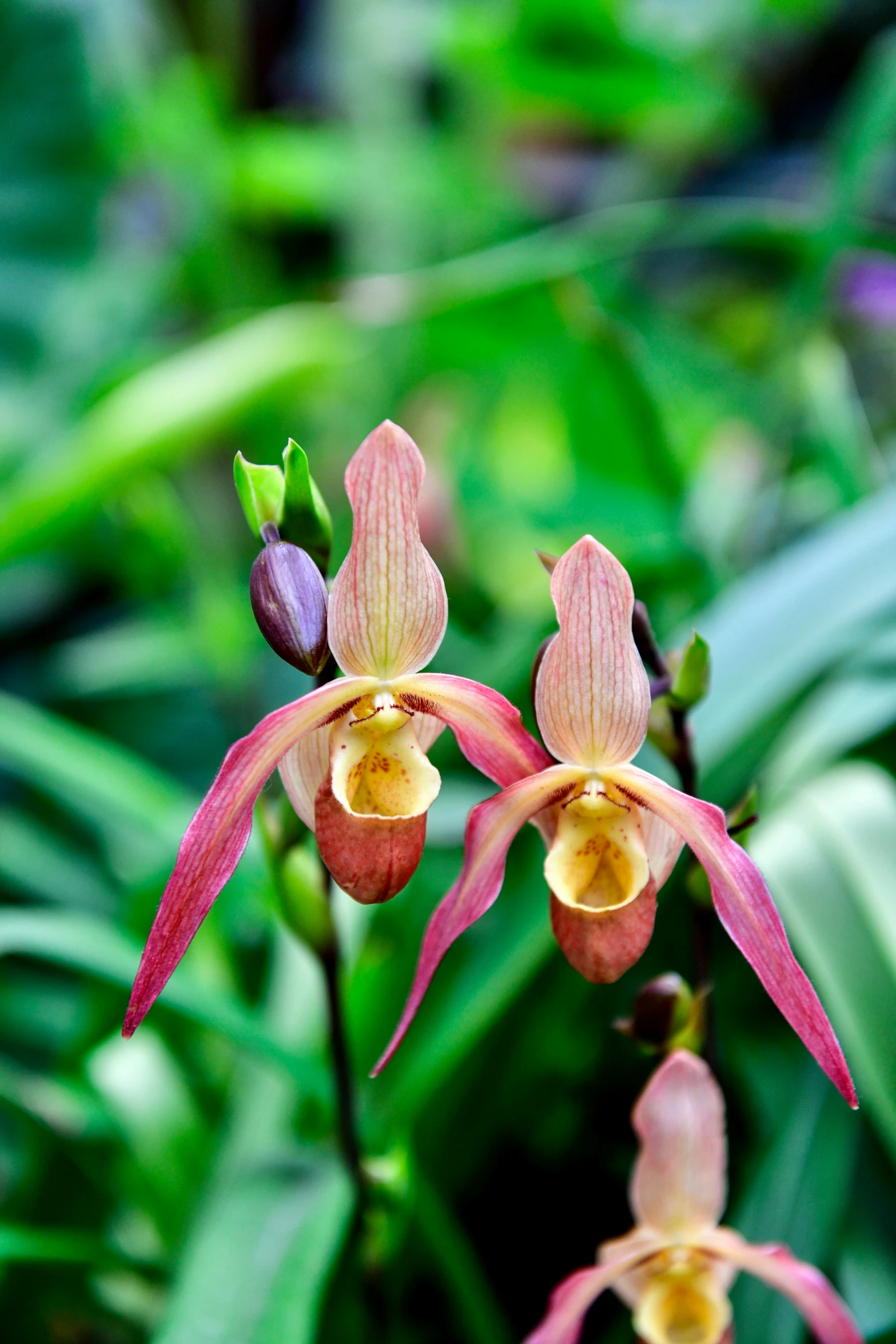 pink and yellow orchids blooming in a tropical forest