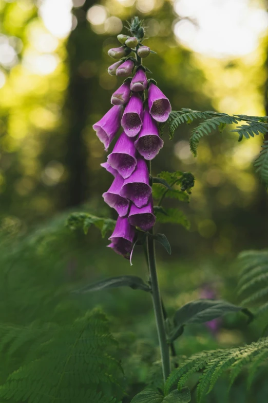 the pink flowers are blooming in the forest