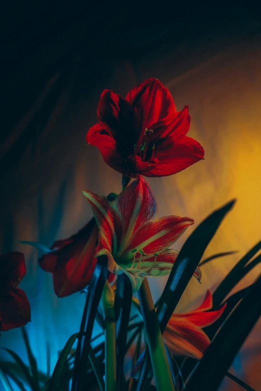 an array of flowers are in the foreground and against a wall