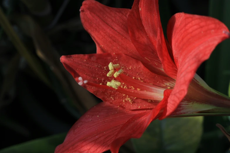 red flower with yellow stamen and white center