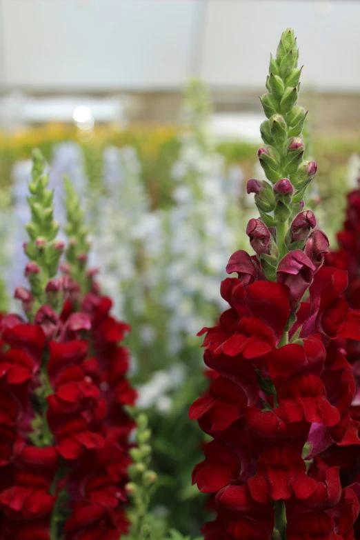 the flower is blooming red and white in the sun