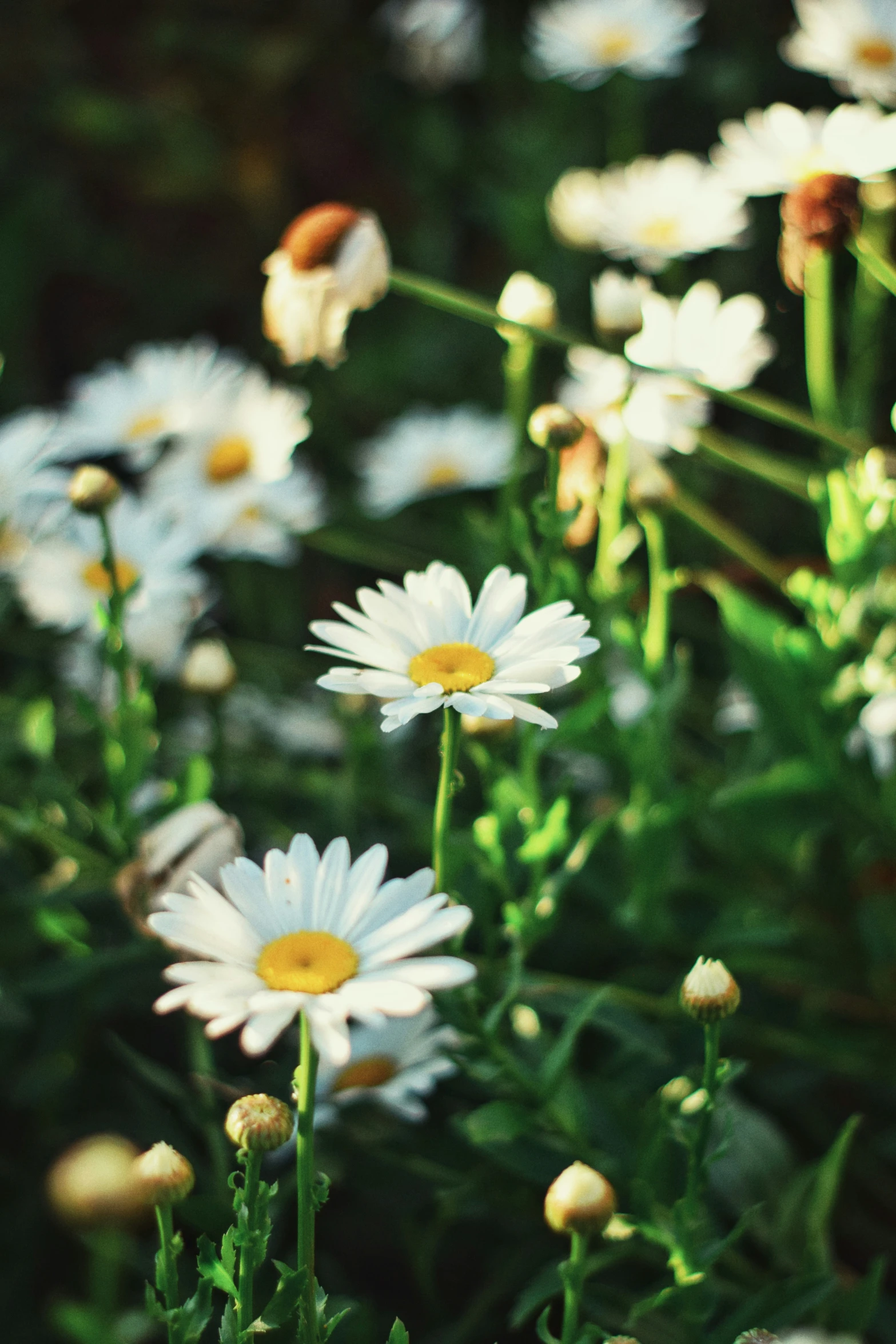 flowers growing in the sun and grass by some kind of bug