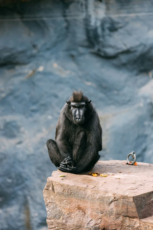 a monkey sits on a rock looking into the distance