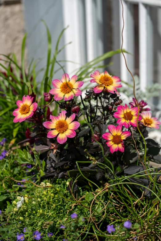 a bunch of flowers blooming in a pot on a sunny day