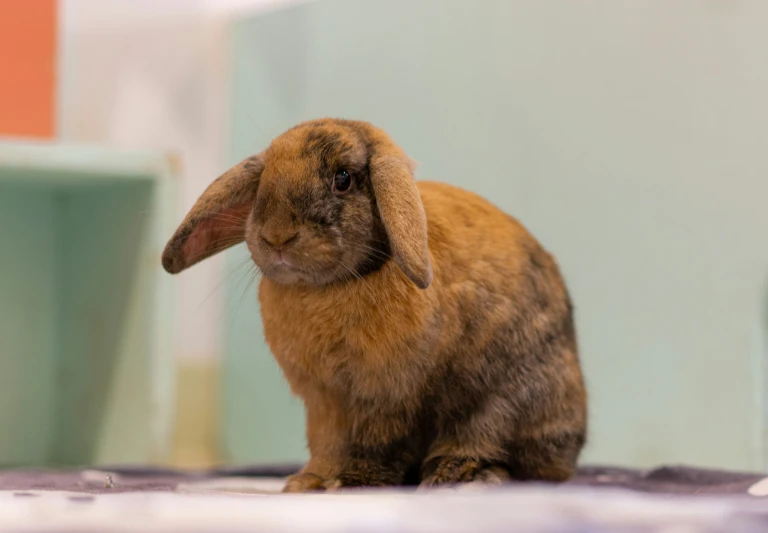 a brown rabbit sitting on top of a purple blanket