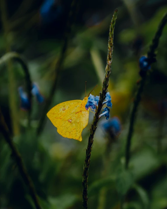 a yellow erfly sitting on a blue flower in the wild