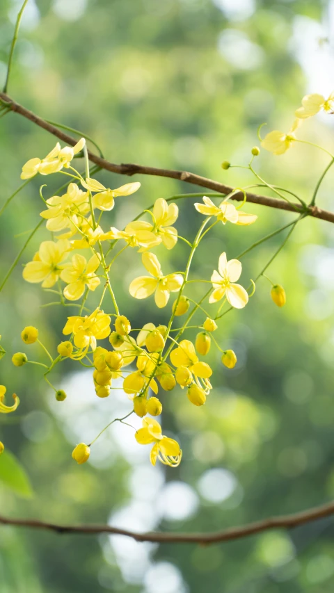 yellow flowers hanging from a tree nch