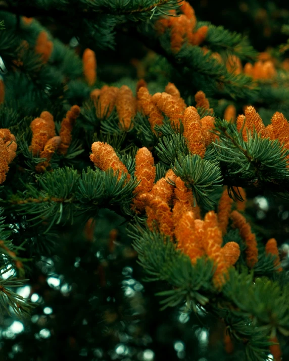 nches of evergreen trees are displaying yellow needles