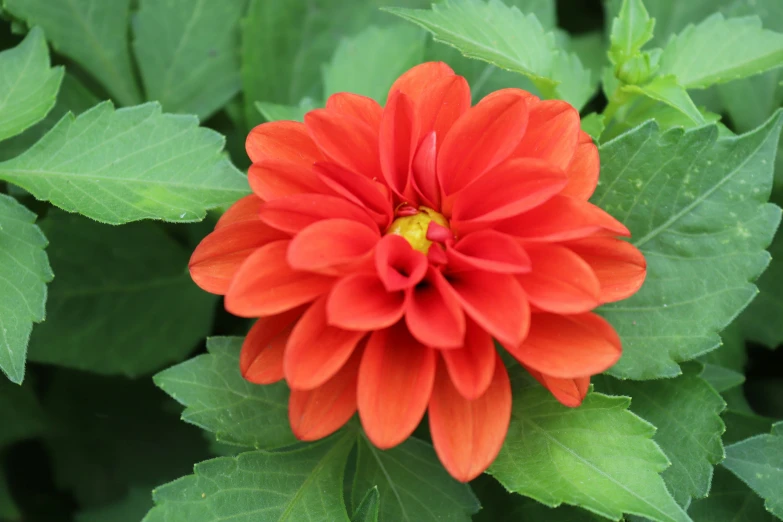 a very large flower with big green leaves around it