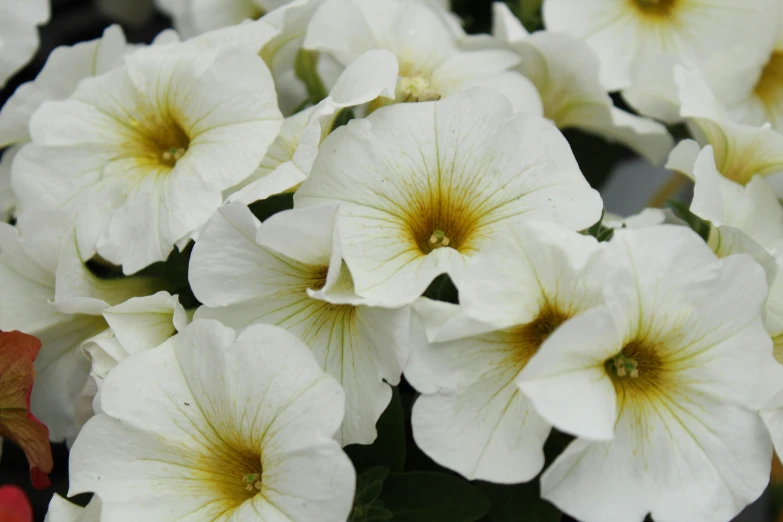 a white flower with a yellow center surrounded by red leaves