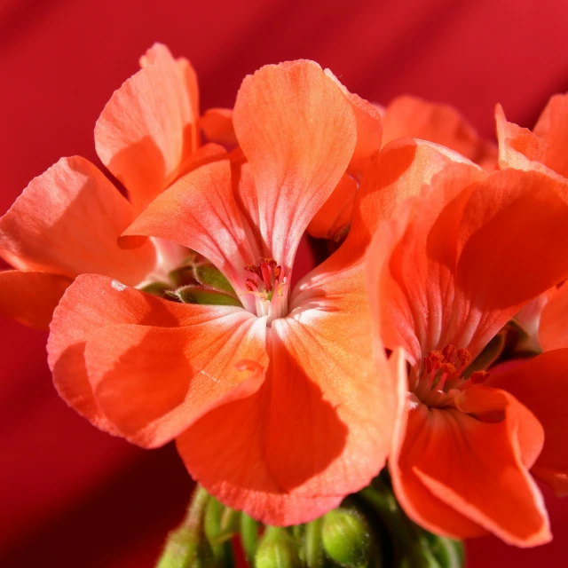 the orange flowers are blooming in a vase