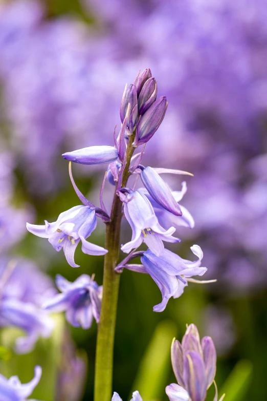 purple flower in full bloom on sunny day