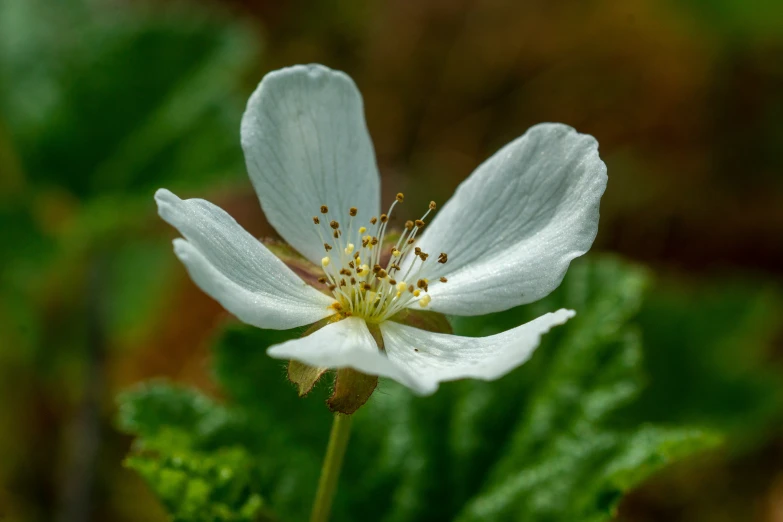 a close up of the center of an white flower