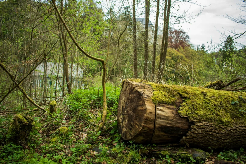 a large tree trunk laying in the forest