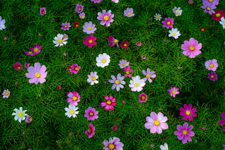 purple, white, and pink flowers in the grass