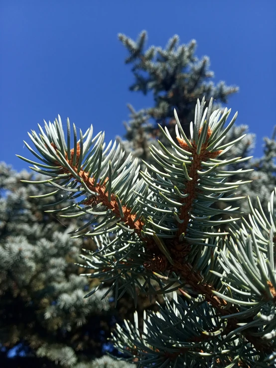 green, brown and white nches on a tree