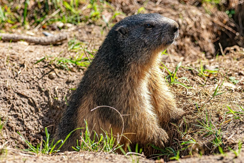 the groundhog in a grassy area seems to be looking up