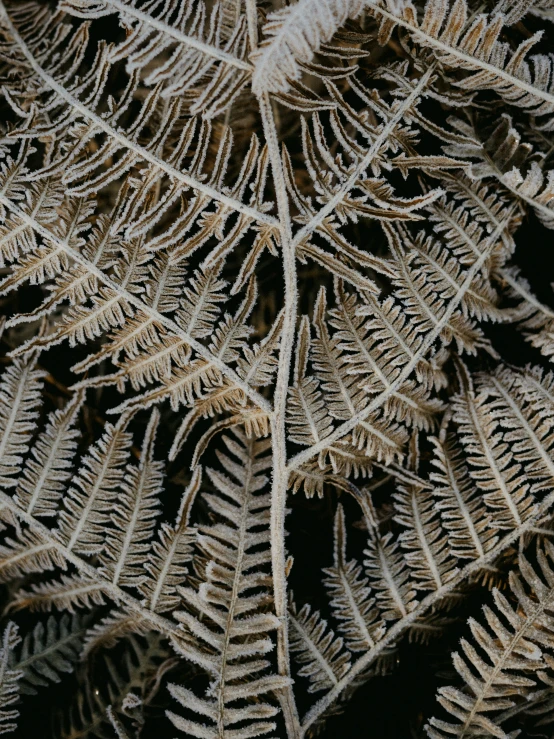 many white leaves in different sizes and patterns