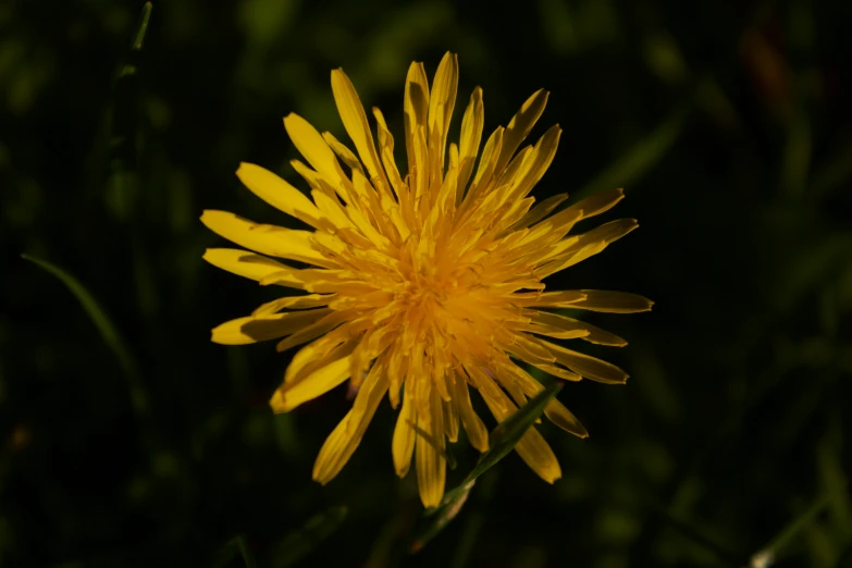 a yellow flower with some very long stalks