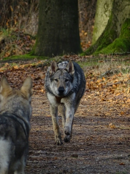 two dogs walking in the woods next to some trees