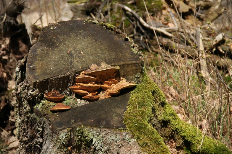 a mossy log in the middle of an outdoors area