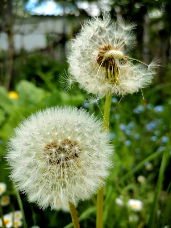 two white flowers in a field with many other flowers