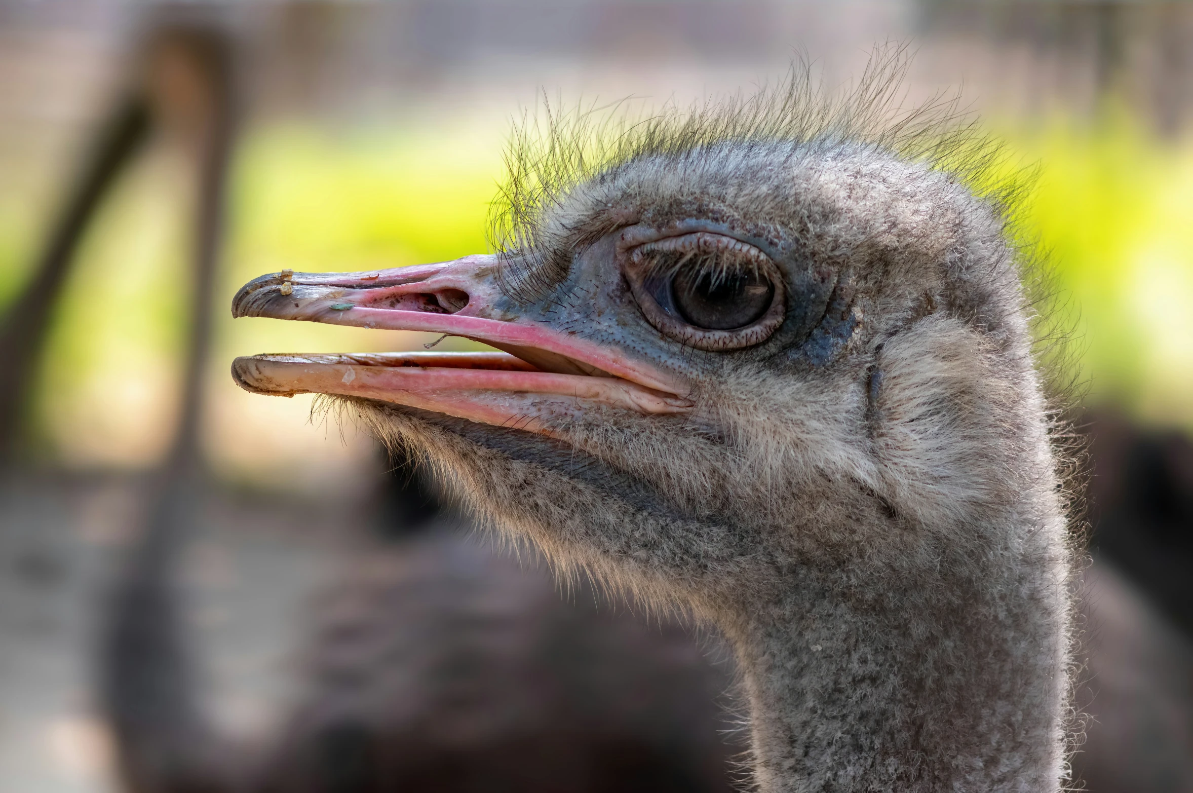 an ostrich is shown with one of its beaks folded