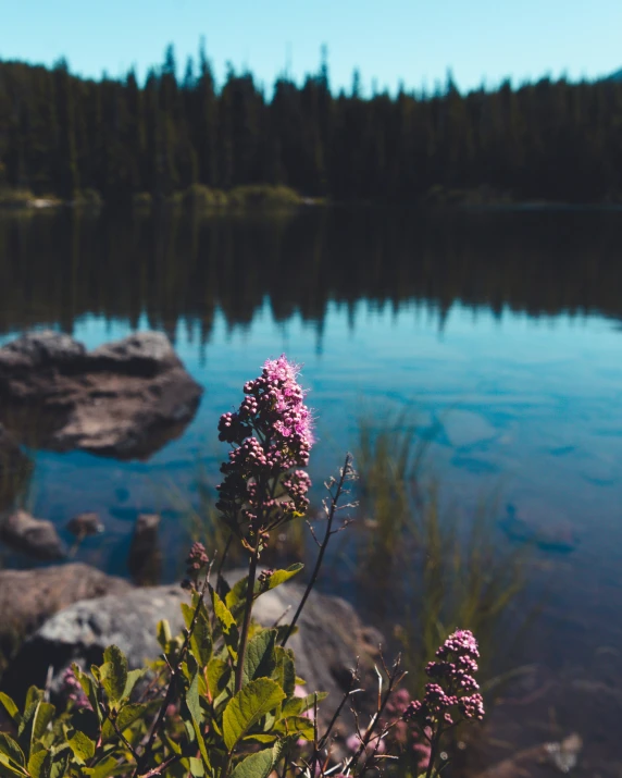 a small lake with water and trees around it