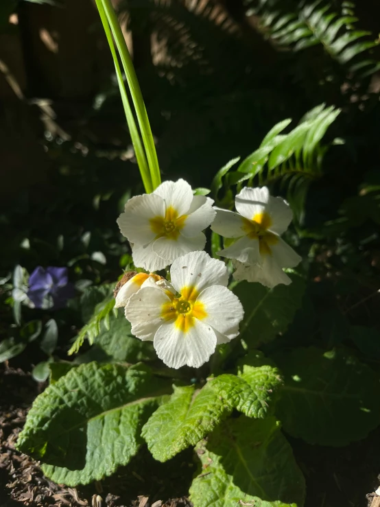 there are some pretty white flowers growing in a bush