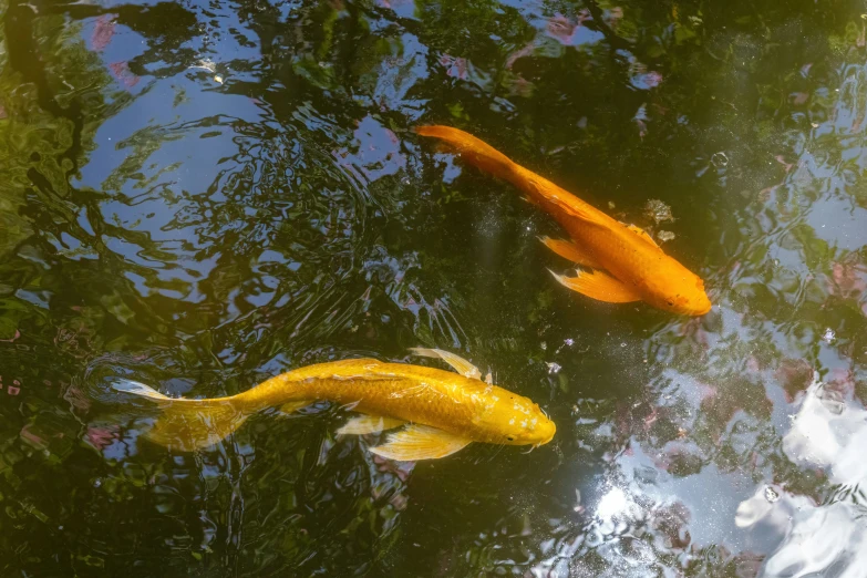 some koi fish swimming in a pond