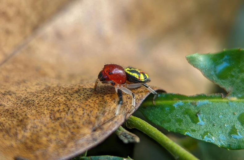 a fly that is sitting on a leaf