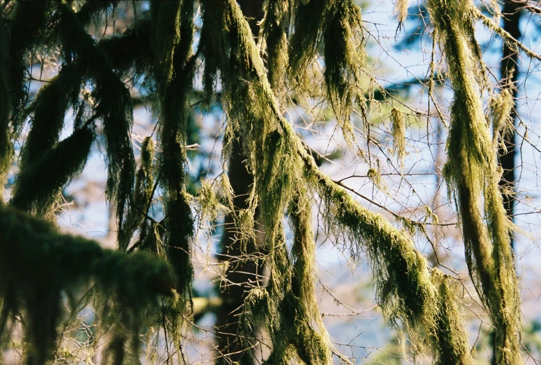 the nches of the tree are covered with green moss